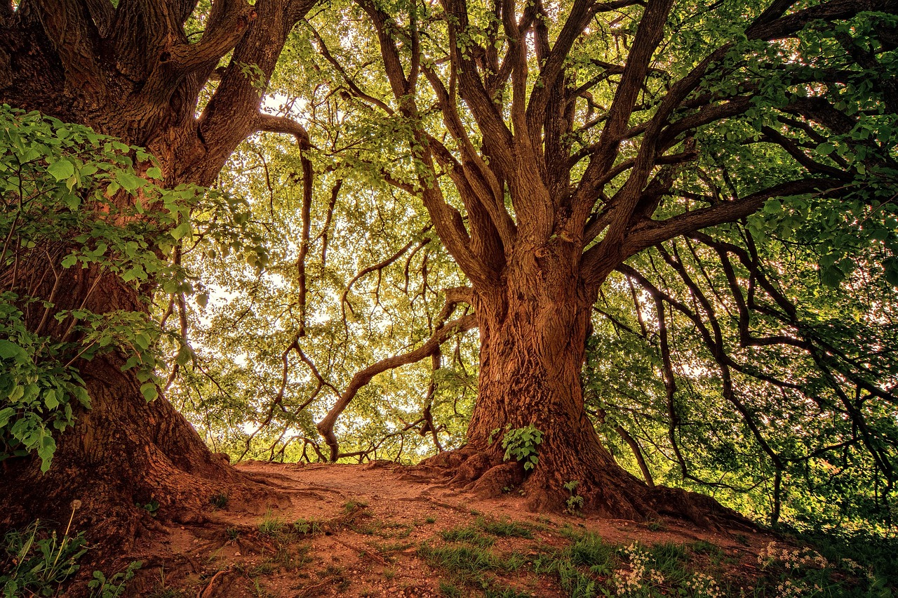 forest, woods, nature, trees, landscape, forest, forest, forest, forest, forest, trees